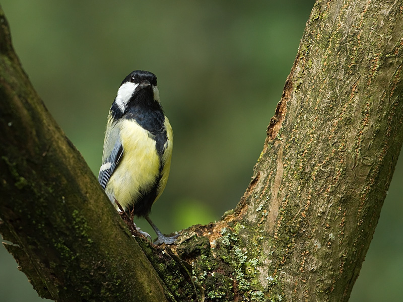 Parus major Great Tit Koolmees